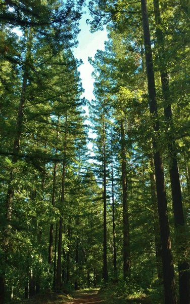 Amaya Creek Road goes through a beautiful, sunlit forest of tall trees - redwoods, firs, and oaks.