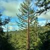 The ridge on the other side of the East Branch of Soquel Creek is seen through the tall trees along Hihn's Mill Road.