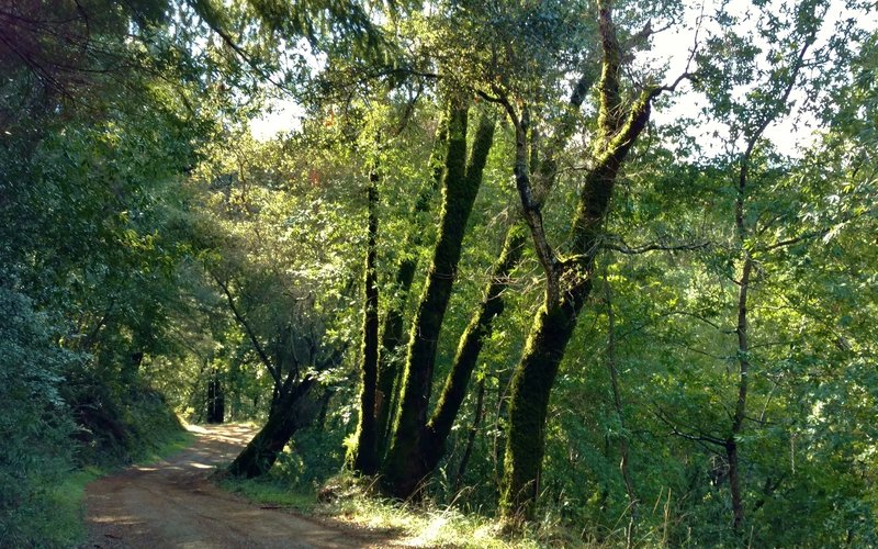 Some moss covered oaks in the beautiful, sunlit forest of Hihn's Creek Road