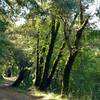 Some moss covered oaks in the beautiful, sunlit forest of Hihn's Creek Road