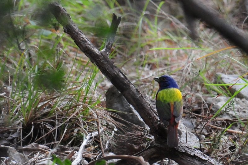 Painted Bunting (Passerina ciris), Friedrich Wilderness State Park, San Antonio, Texas.