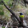 Painted Bunting (Passerina ciris), Friedrich Wilderness State Park, San Antonio, Texas.