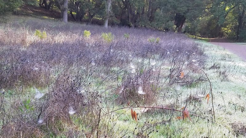 Spider webs in the meadow.