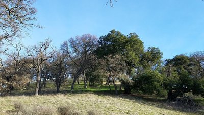 Oaks on the hill