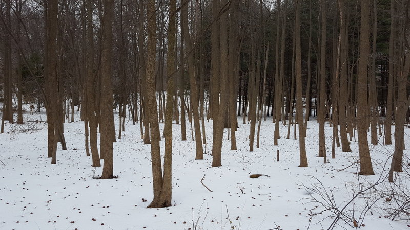 Seeds falling like snow off the trees, in the snow.