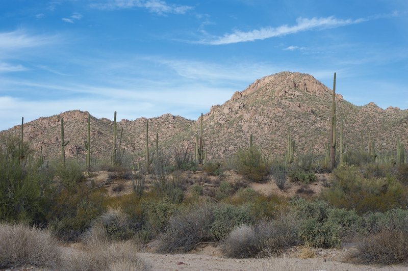 Views of Saguaro cacti and the surrounding hills are all around you.