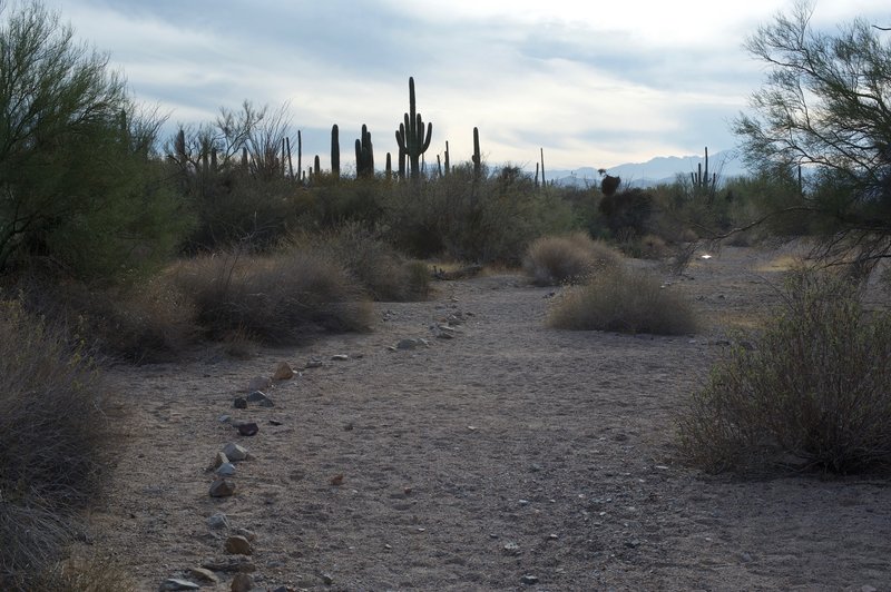 The trail as it makes its way through the wash.