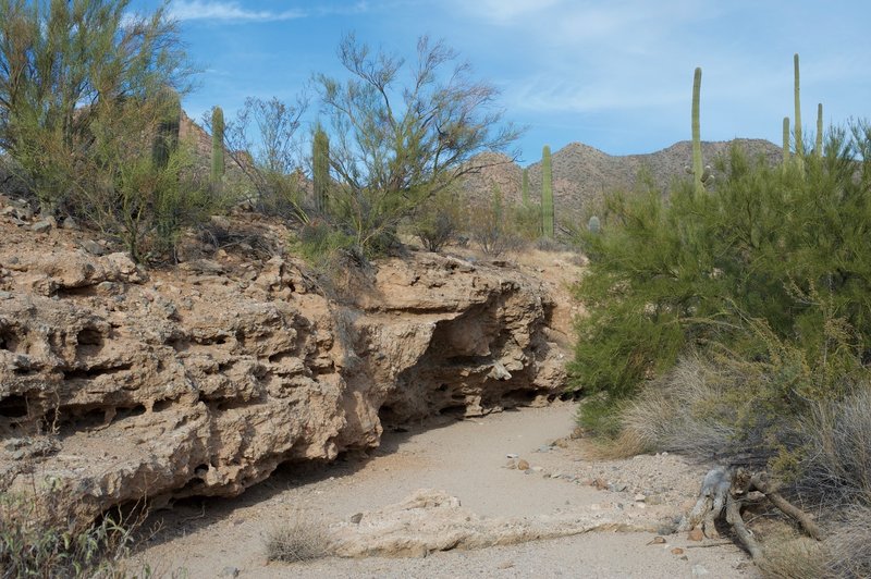 The wash shaped the landscape, providing homes for animals and better conditions for plants growing in the area.