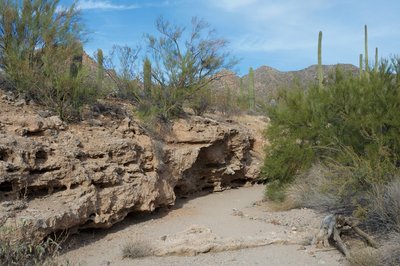 The wash shaped the landscape, providing homes for animals and better conditions for plants growing in the area.