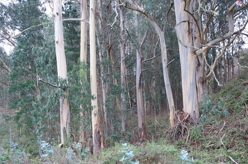 As you depart the parking lot, there is a large grove of eucalyptus trees on the right hand side of the trail.