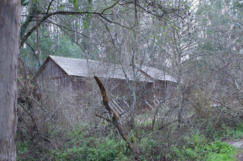 The Mills Barn comes into view as you approach the farm. This large barn was used to feed and milk hundreds of cattle.