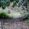 From here, the trail passes under a fallen tree and becomes a singletrack dirt trail. It's little more than an animal trail at this point.