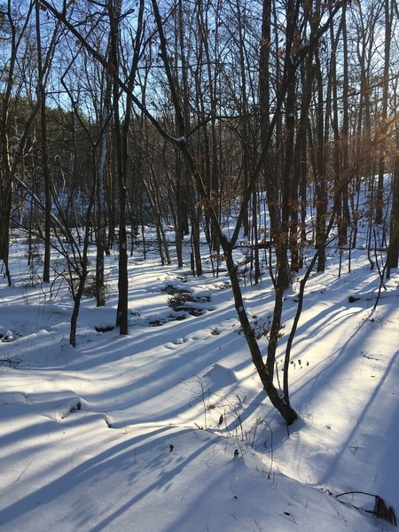 Pin Oak in Winter