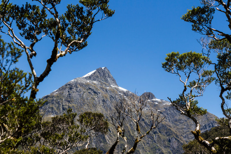 Mount Hart from the trees of the beech forest