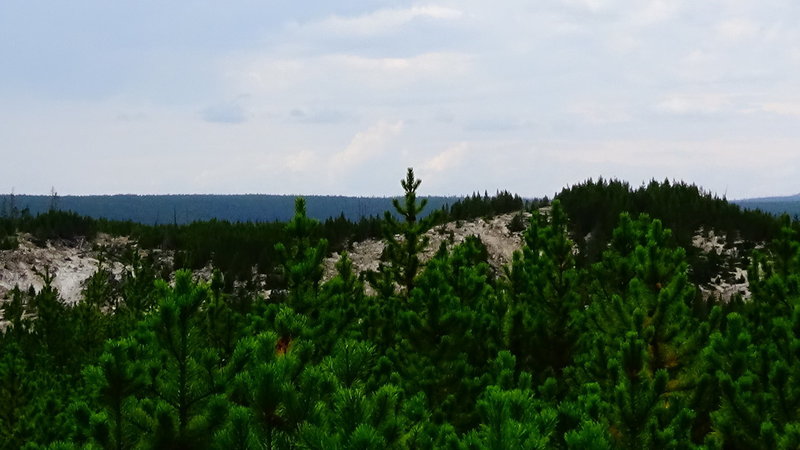 The Lodgepole Pine Trees in Norris Geyser Basin