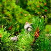 Bird on Lodgepole Branch, at Yellowstone Valley Truck Stop.