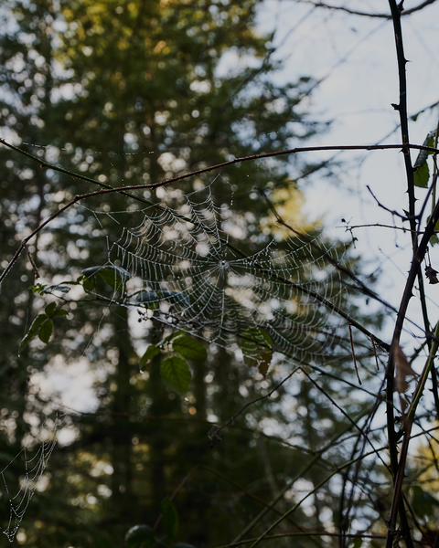 Oddly, this abandoned web was the most visible sign of non-plant wildlife on that perfect January day