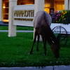 Elk in Mammoth Village