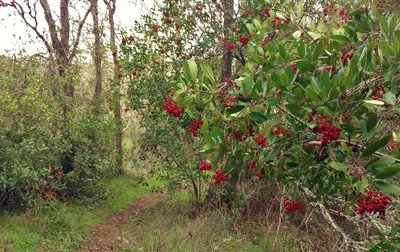 Manzanita with its bright red berries grows along the wooded singletrack section of Canada del Oro Trail.