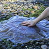 Large jellyfish at the beach.