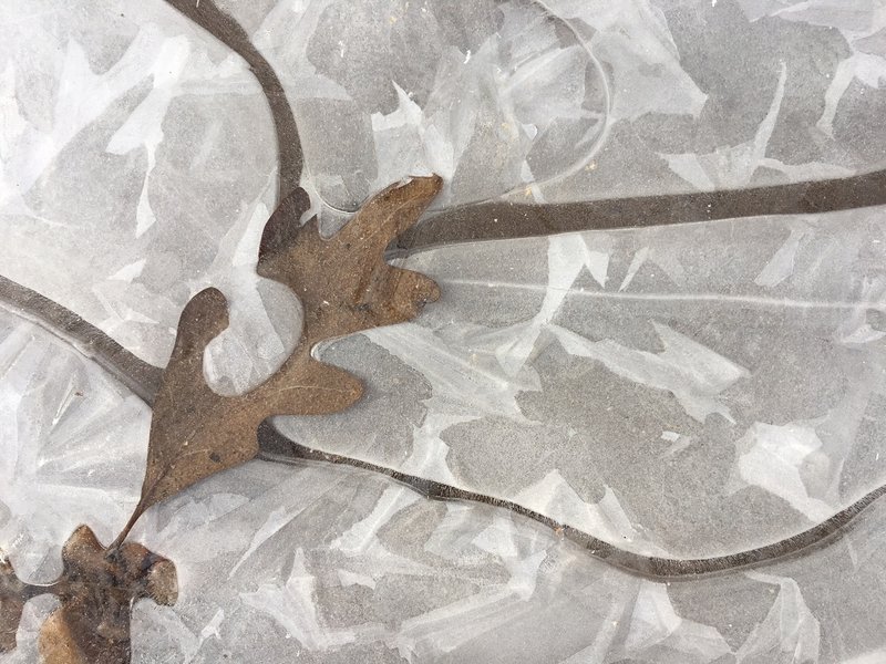 Frozen Puddle next to Montgomery Bell Loop