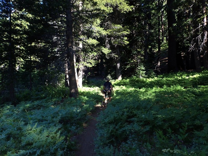 In forest shortly before reaching the PCT