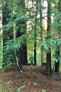 Redwood forest where Amaya Pond Road begins