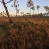 Whitetail deer in pine flat woods on Yellow Trail