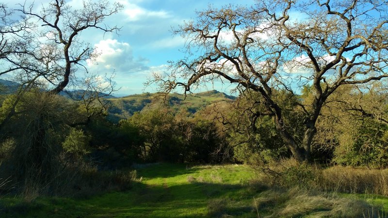 The wooded and grass hills of Serpentine Loop Trail.