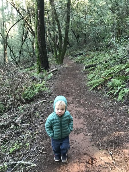 Brooks hiking the fern elevation.