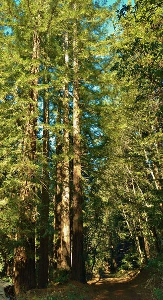 Sulphur Springs Road travels through the sunlit redwoods of Soquel Demonstration State Forest.