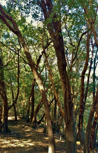 Oak and manzanita are the main trees high on Corral Trail.