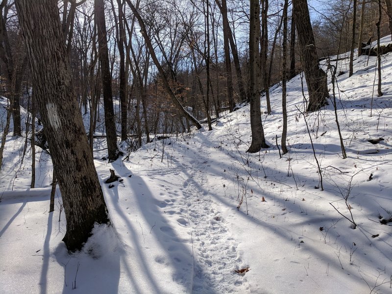 Winter Run on Hog Hollow