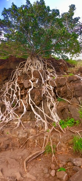 Tree of Genealogy.