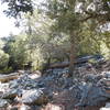 Oaks and pines along this well-built trail.