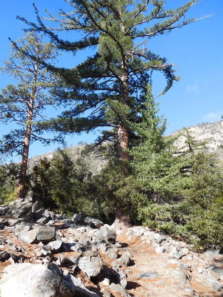 Sugar pine (center), Jeffrey pine (left), White Fir (right) and live oaks.