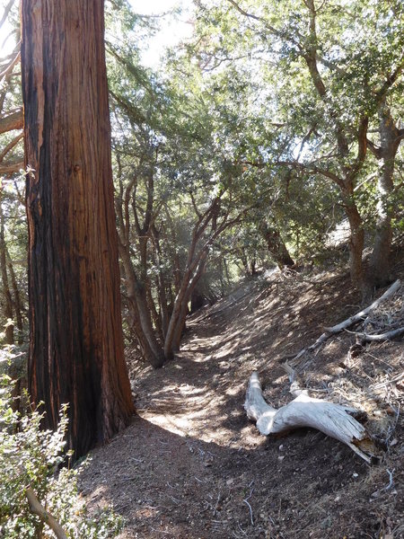 Incense cedar with canyon live oak.