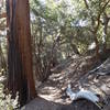 Incense cedar with canyon live oak.