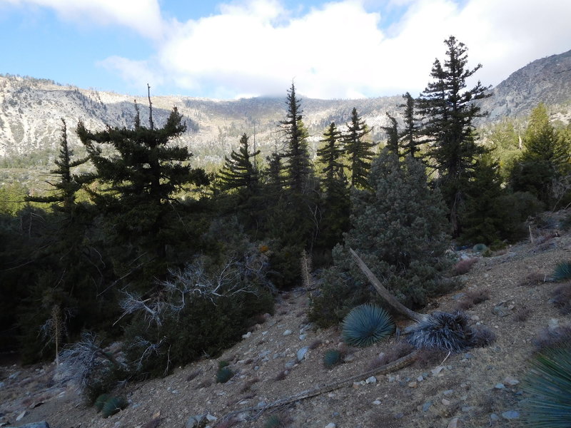 Mt. Islip with pinyon and yucca in foreground.