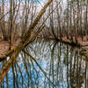 Bledsoe Creek State Park.