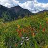 Wildflowers, looking southwest.