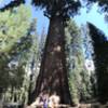 General Sherman, biggest tree on earch, Sequoia National Park.