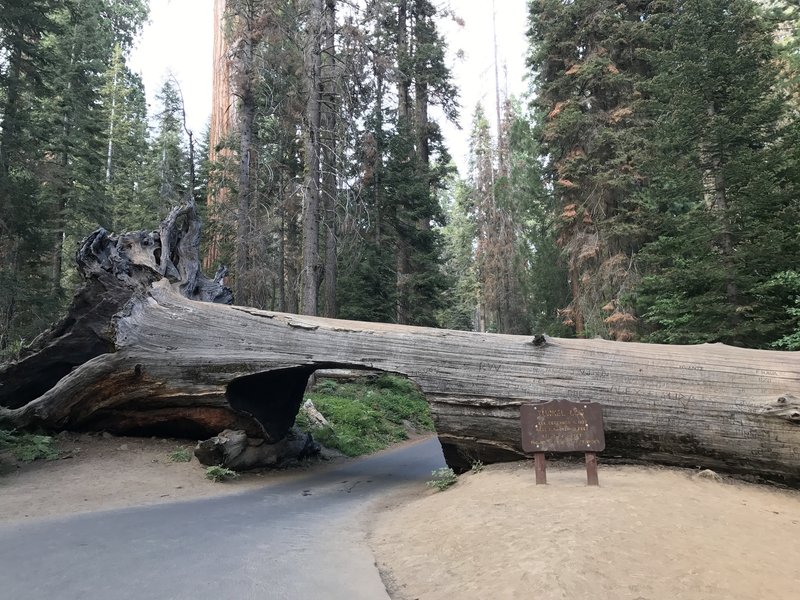 Tunnel Log, Sequoia National Park.