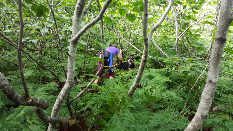 Bushwhacking through the alders.