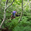 Bushwhacking through the alders.