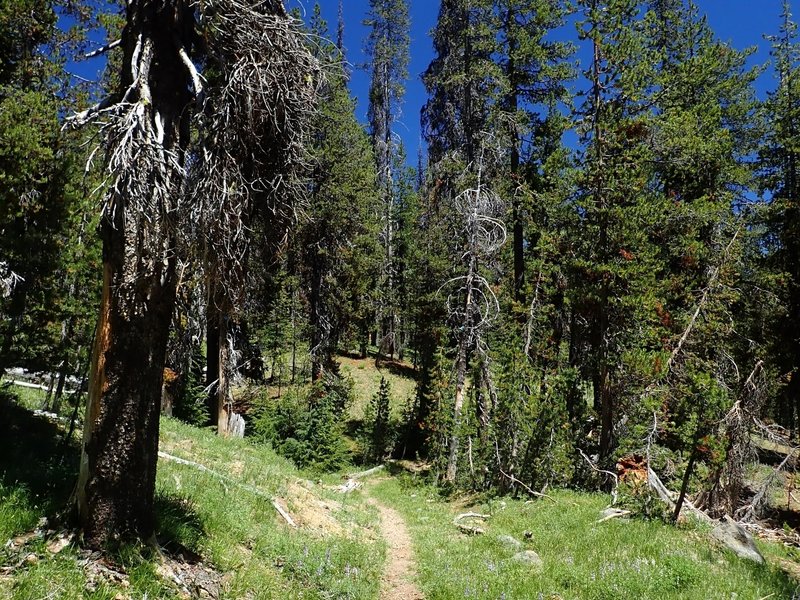 Along the Pumice Flat Trail