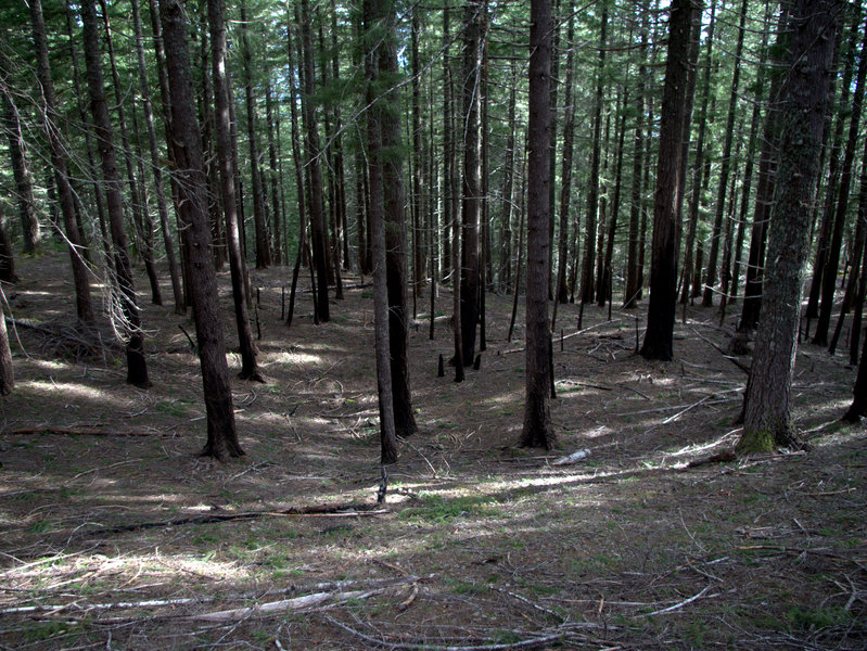 Open forest on the slopes south of Bald Mountain