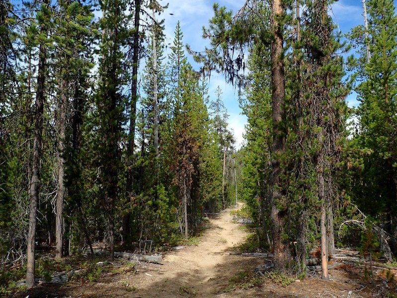 Along the Tenas Peak Trail