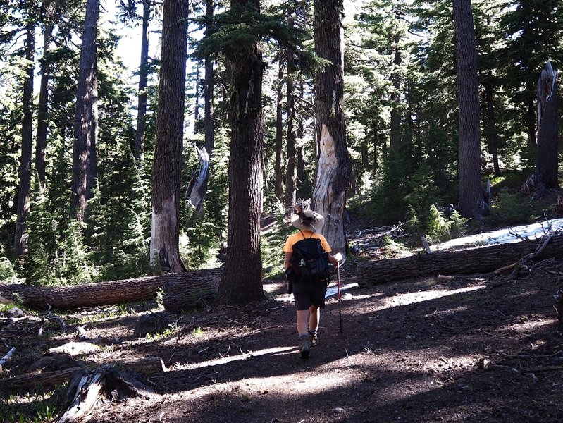 Through the forest at the start of the trail