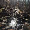 Small stream crossings with the pup, after a rainy morning.